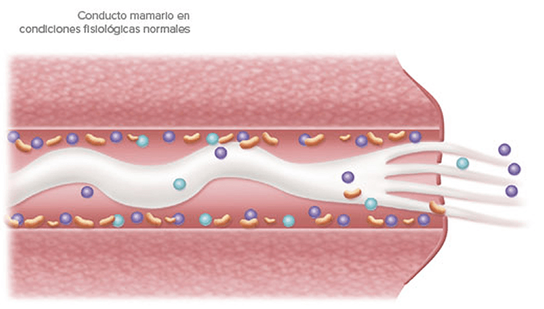 Beneficios del Kéfir de Tibicos durante la Lactancia
